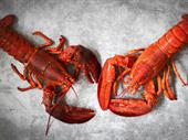 seafood processing handling
