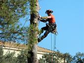 profitable-growing tree care service