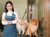 dog daycare grooming business