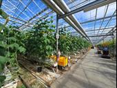 thriving greenhouse-grown vegetables company