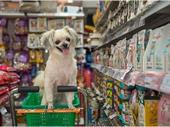 successful pet food supply