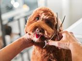 reputable dog grooming business
