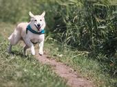 large small animal veterinary