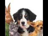 pet food retailer greater