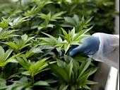 lucrative microgrow cannabis business