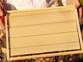 top quality wooden frame