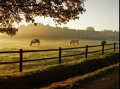profitable equine supply store