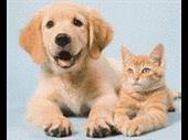 amazing pet supply grooming