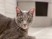 established us premium cat