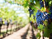 est winery vineyard nova