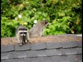 humane wildlife removal business