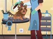 amazing rare pet grooming