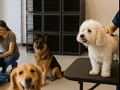 profitable pet care business