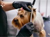 thriving award-winning dog grooming