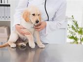 successful veterinary business