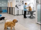 turnkey pet grooming daycare