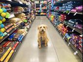 premier pet supply investment