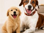 turnkey dog day care