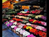 thriving floral business with