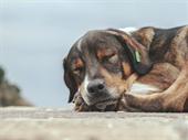 double-location veterinary clinic western