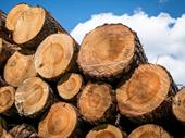 established premium wood products