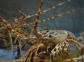 longstanding live lobster plant