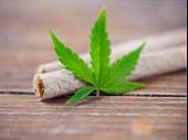 canadian cannabis accessories company