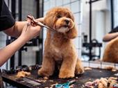 established pet care franchise
